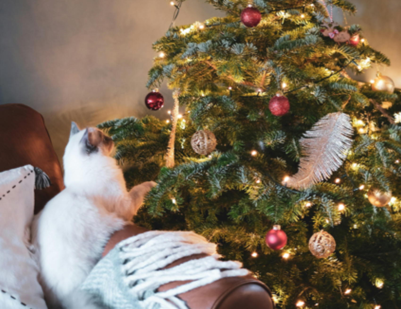 Gatto guarda l’albero