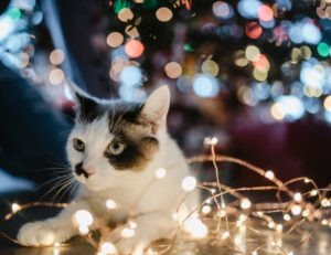 Quali sono le cose che possono dare più fastidio al tuo gatto per Natale?