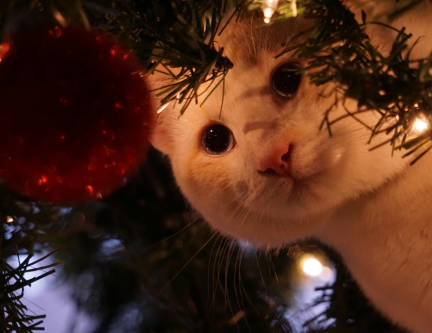 Gatto nell’albero