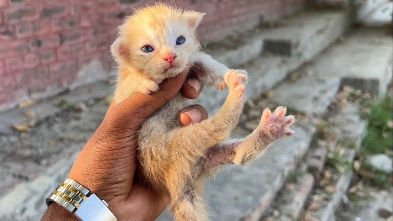 Cucciolo di gatto