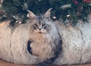 Questo gatto ha trovato un posto comodissimo dove stare: sotto l’Albero di Natale