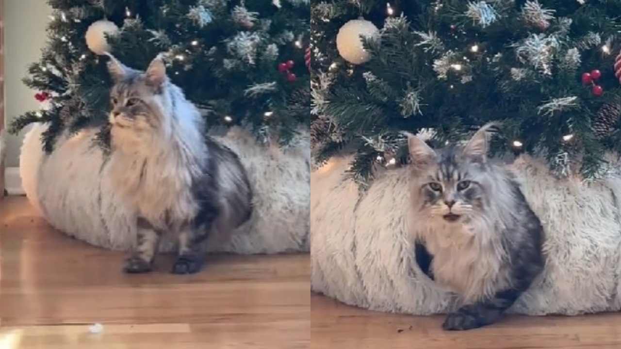 gatto trova posto perfetto sotto l'Albero di Natale