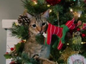 Sì, il gatto ha trovato il suo posto perfetto e ha decisamente a che fare con l’albero di Natale