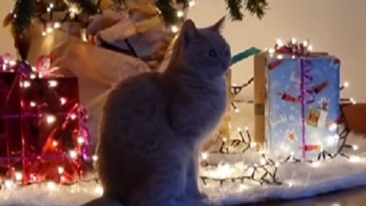 gatta ama stare sotto l'Albero di Natale