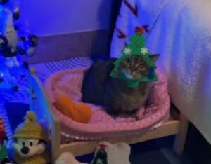 Trasformazione completata: così il gatto è diventato il più perfetto felino di Natale