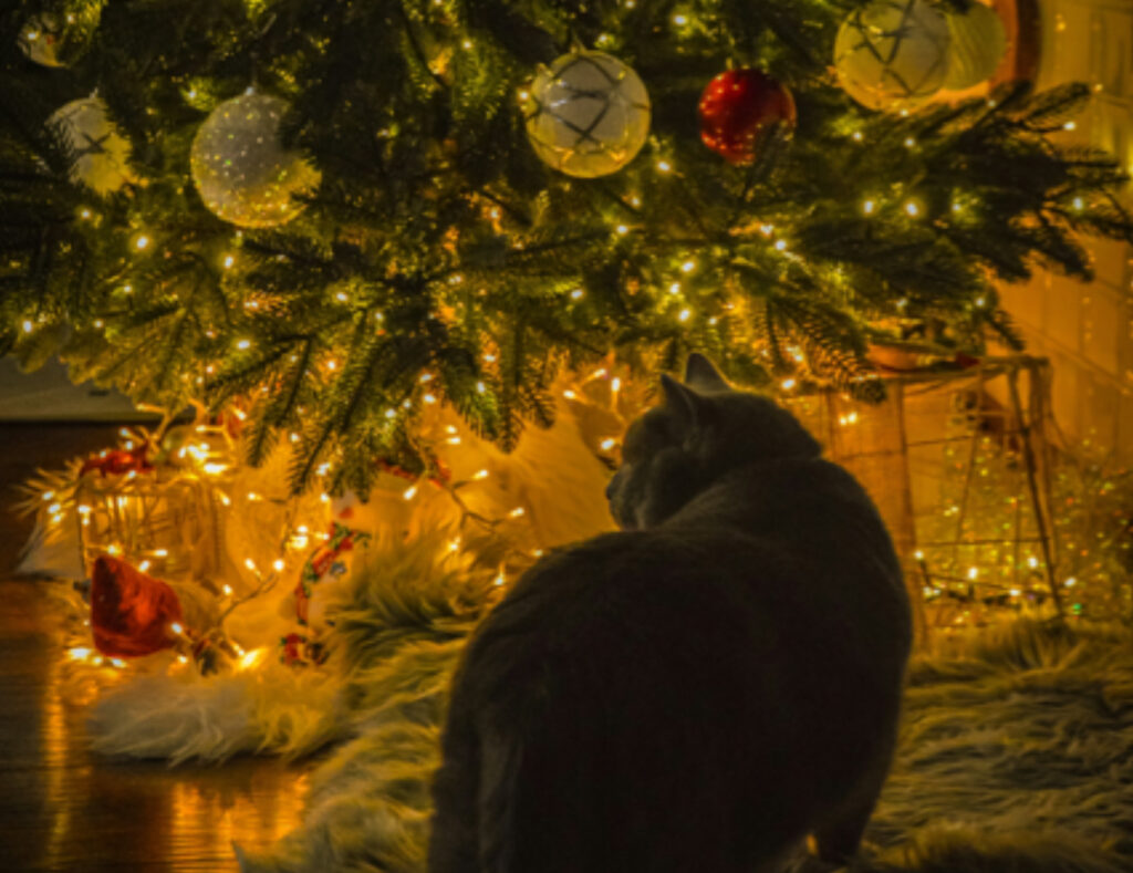 Gatto sotto l’albero