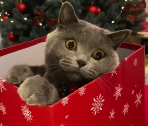 Una donna spiega teneramente cosa significa avere un gatto durante il periodo di Natale