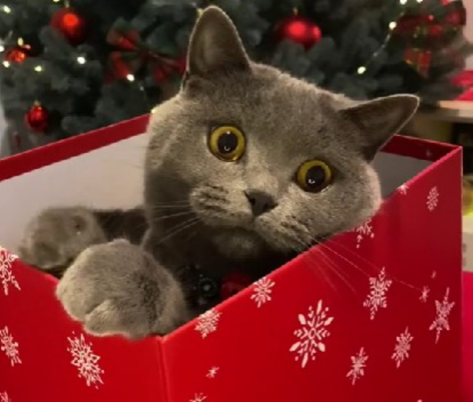 gatto ama Natale