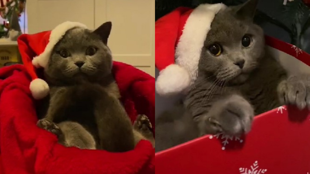 gatto durante periodo di Natale