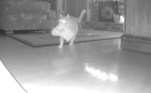 Questo abilissimo gatto è stato sorpreso a spostare tutte le decorazioni natalizie mentre la mamma dormiva (VIDEO)