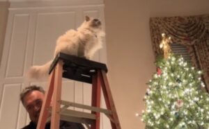 Il gatto che usa la scala per vedere se è tutto a posto con l’albero di Natale è tutto da vedere (VIDEO)