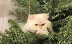 Il Ragdoll prende possesso dell’albero di Natale e dimostra di non essere affatto pentito (VIDEO)