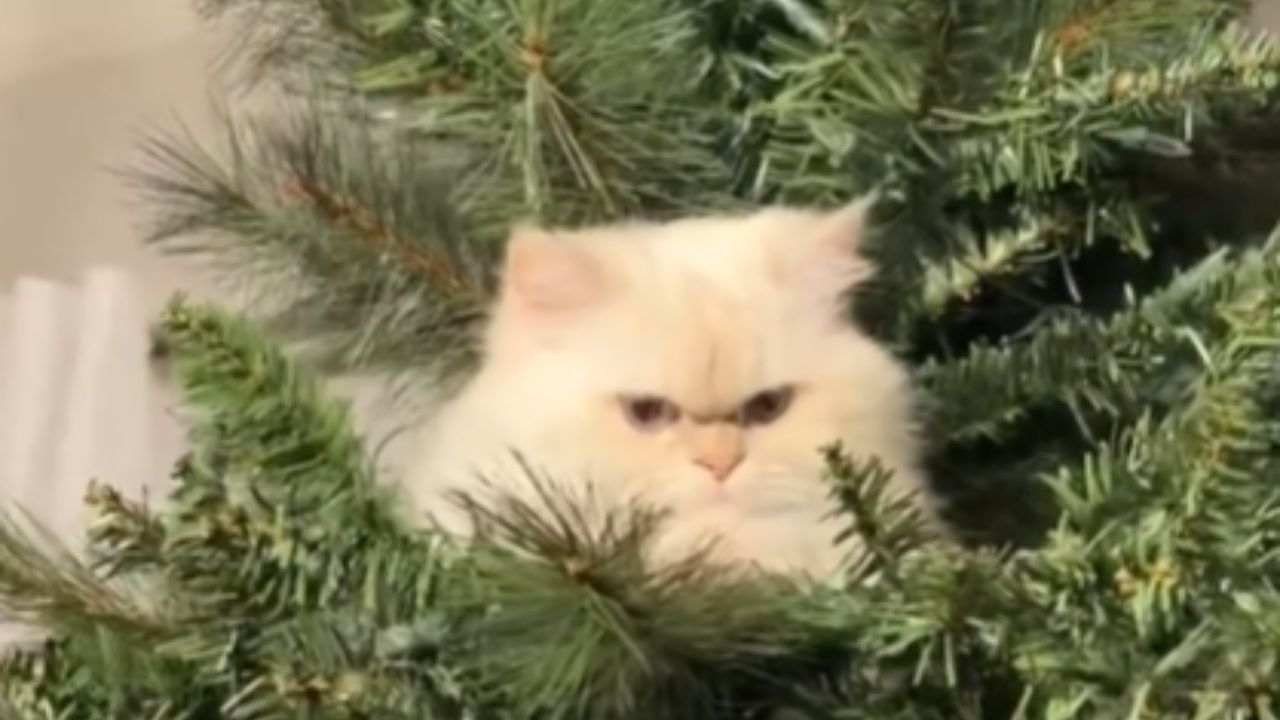 gatto sull'albero