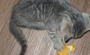 Il gatto fa ridere tutti “uccidendo” il suo bocconcino di pollo prima di consumarlo (VIDEO)