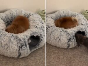 Colpo di scena: il gatto assiste all’azione esilarante con cui il Pomerania conquista il suo gioco preferito