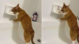 Questo gatto arancione decide di assaggiare il sapone, ma il suo modo di fare dice tutto