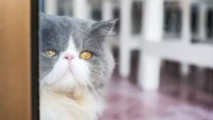 Il gatto fa ridere tutti rimanendo bloccato fuori: “Non brilla per intelligenza”