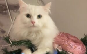 Niente da fare: questo gatto entra nella lista dei “cattivi bambini” dopo aver aiutato a decorare l’albero (VIDEO)