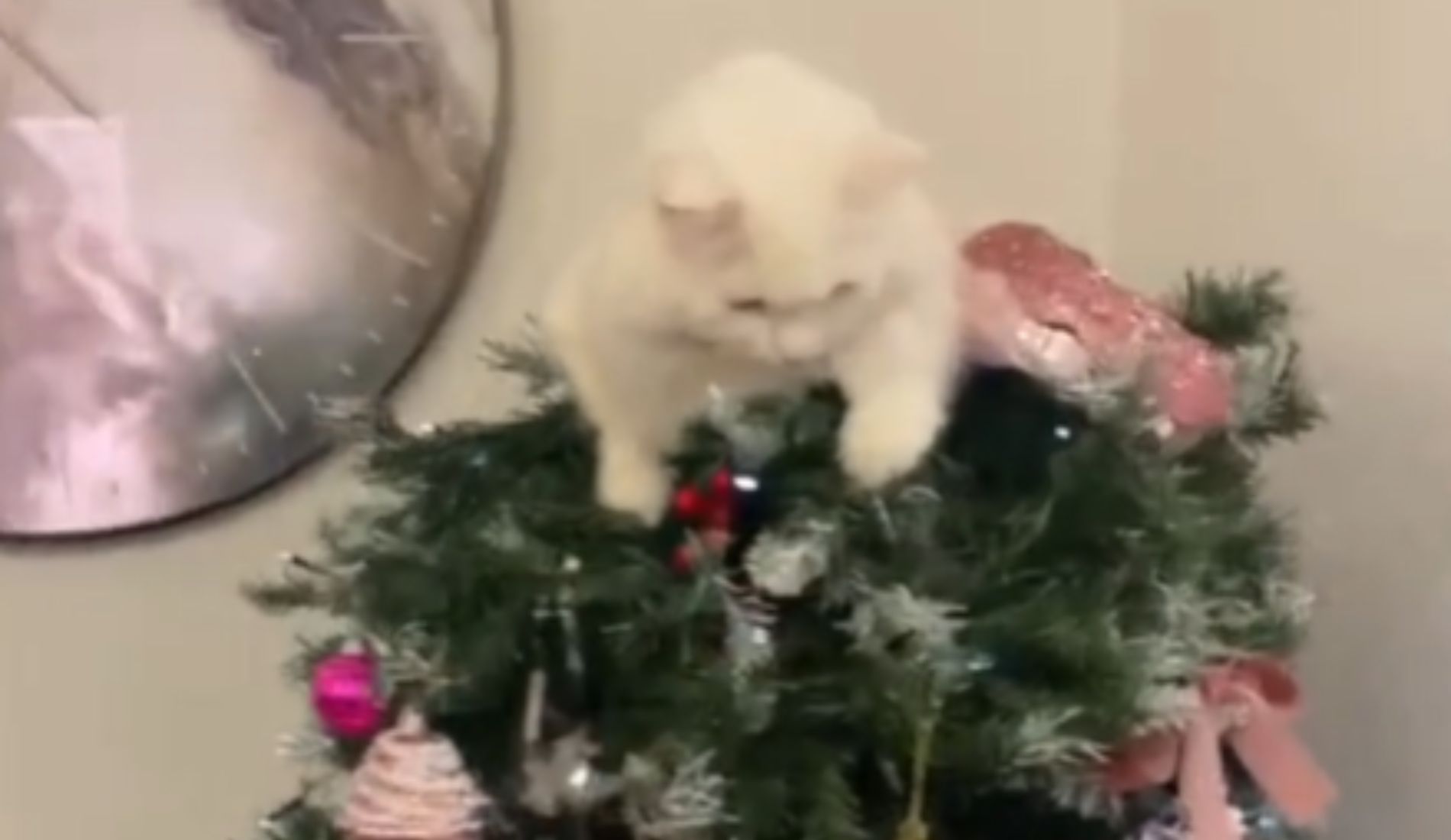 gatto sull'albero