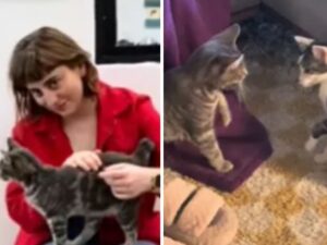 La donna deve presentare il nuovo gatto agli altri animali domestici: non immaginava come sarebbe andata