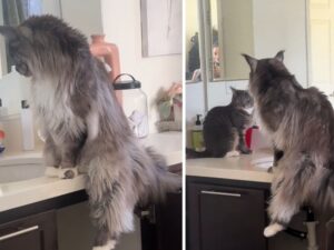 Il gatto Maine Coon tenta di “fare il figo” mentre fa amicizia con la sua nuova sorellina soriana