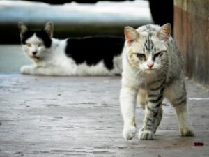 Gatti randagi presi a fucilate e bastonate, cuccioli gettati nei rifiuti: accade nel bresciano