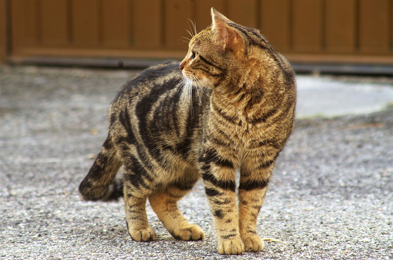 Gatto in strada