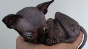 Tuttti lo guardavano e pensavano che fosse troppo brutto e spaventoso, ma il gattino Sphynx aveva tanto da dare