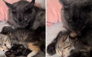 Il comportamento del gatto nei confronti del gattino adottato è un po’ ambiguo: cosa vuole davvero? (VIDEO)