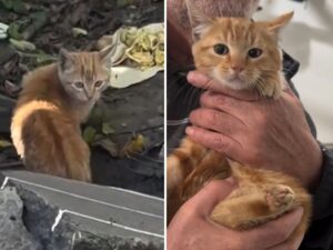 La coppia stava ristrutturando la sua nuova casa: non si aspettava di “ricevere” un gattino