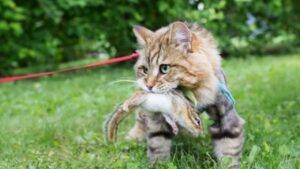 Il gatto porta un regalo speciale al padrone, ma fa scoppiare il caos