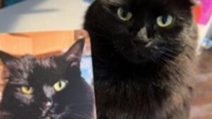 Il gatto manda un “biglietto” di scuse al veterinario dopo averlo furiosamente morso