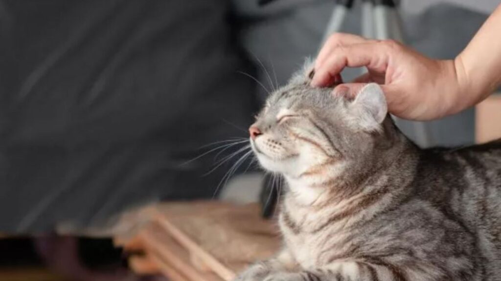 un gatto grigio