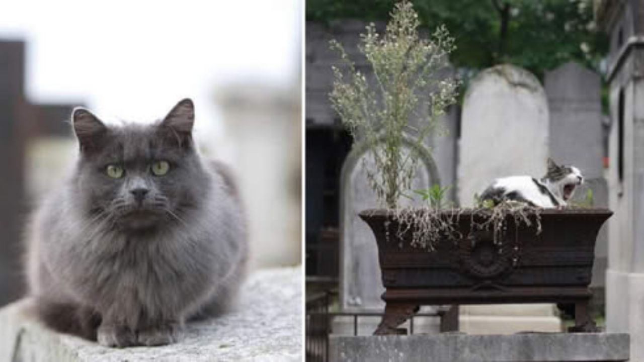 gatto al cimitero