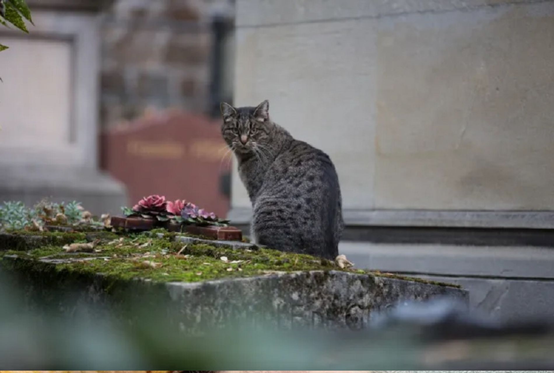 gatto al cimitero