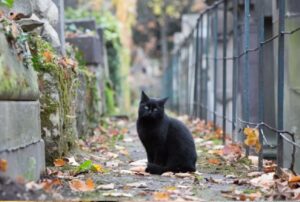 Questi gatti stupendi hanno deciso di abitare in una delle attrazioni più particolari di Parigi