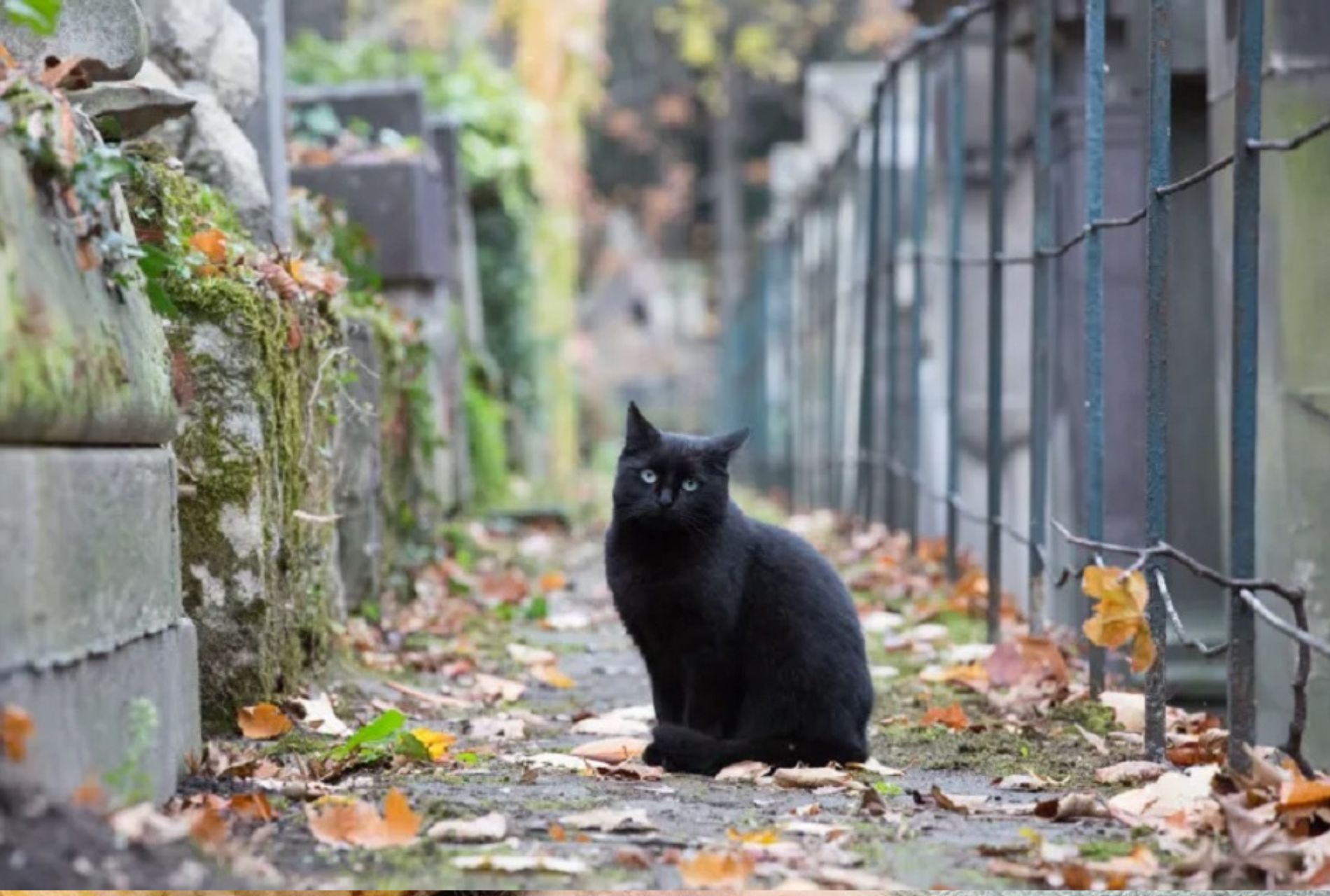 gatto al cimitero