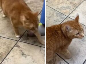 L’inaspettato motivo per cui il veterinario non riesce a sentire i polmoni del gatto fa ridere tutti