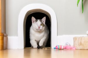 Gatto con un occhio solo trova la sua casa per sempre (e anche un ufficio)