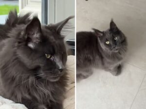 Il modo delicatissimo con cui il Maine Coon fa le serenate alla mamma scioglie i cuori di tutti