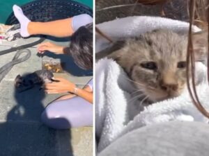 Lo ha visto per caso in acqua: questa donna si è tuffata per salvare il gattino (e adottarlo)