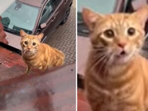 Il gatto domestico fugge all’aperto, ma è una decisione di cui si pente amaramente