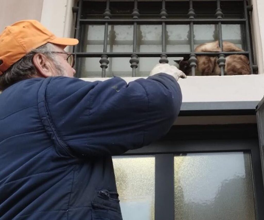 Gatto intrappolato in Municipio salvato dal sindaco