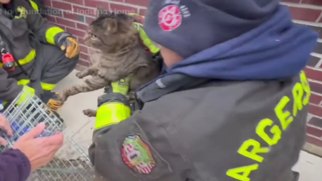 Gatto salvato dai vigili del fuoco