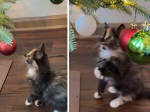 La gattina appena adottata gioca felice con l’albero di Natale e trasmette tutta la gioia del mondo