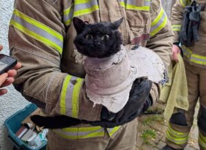 Gatto salvato dopo essere rimasto incastrato in un tubo di scarico