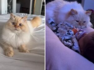 Una famiglia manda un messaggio al gattile che aveva detto che il suo gatto “non poteva stare con i bambini”