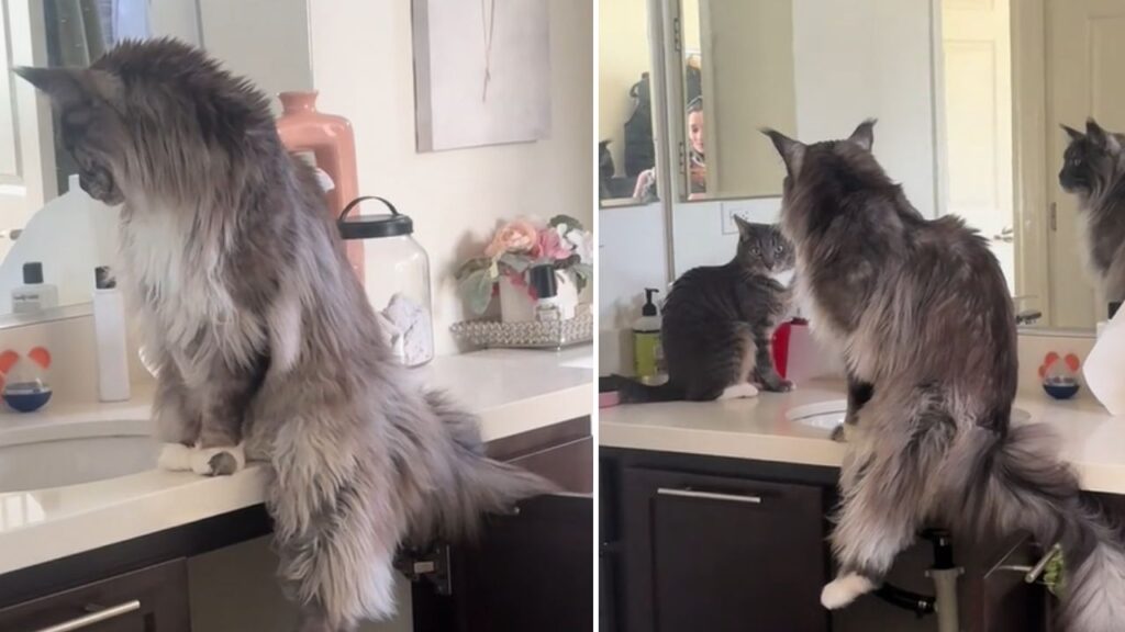 Maine Coon distende una zampa