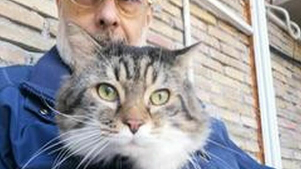 Gatto in braccio al proprietario