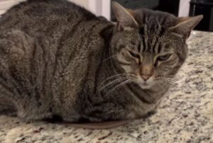 Il gatto soriano non riesce a nascondere la sua frustrazione dopo il “furto” del fratello